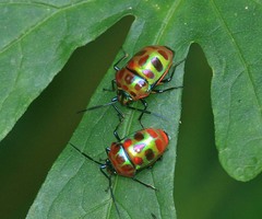 Chrysocoris stollii