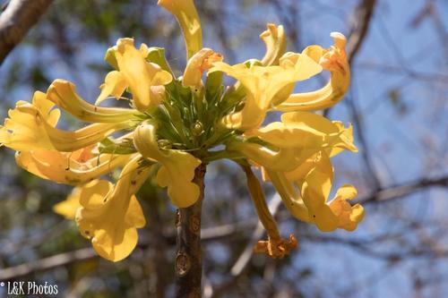 Uncarina leandrii