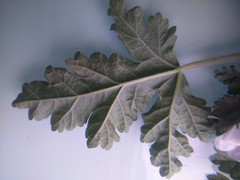 Tarasa tenuis