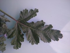 Tarasa tenuis
