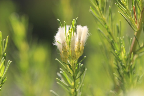 Image of Baccharis linearis by (c) Cesar Ormazabal, some rights reserved (CC BY)