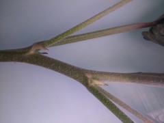 Tarasa tenuis