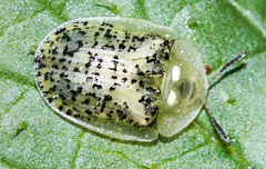 Cassida nebulosa