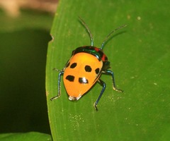 Graptophara reynaudii