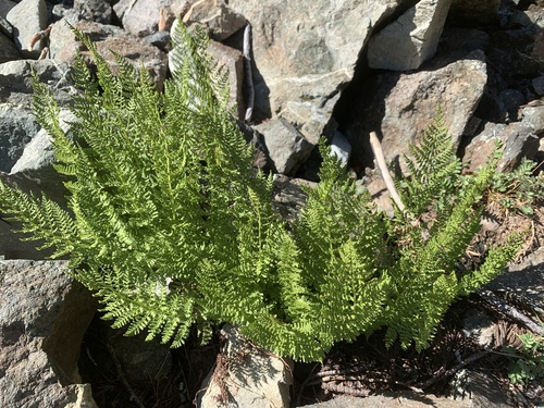 Athyrium americanum, photograph 4
