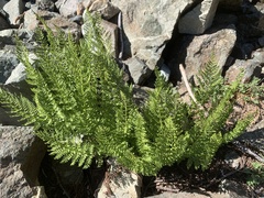 Athyrium americanum, photograph mark-groeneveld, CC BY, iNaturalist via GBIF
