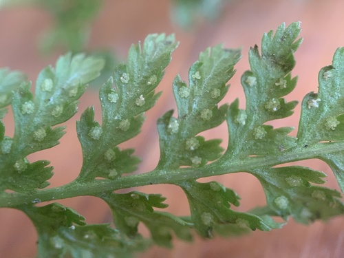 Athyrium americanum, photograph 5