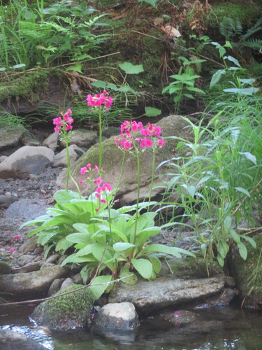 Primula japonica
