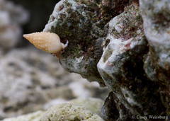 Grapsus tenuicrustatus