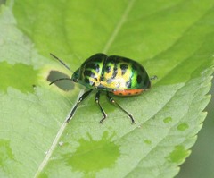 Lamprocoris lateralis