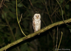 Tyto alba delicatula