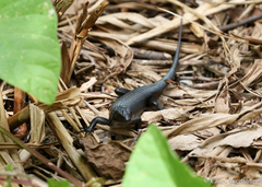 Emoia nigra