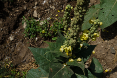 Verbascum ovalifolium