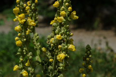 Verbascum ovalifolium