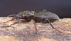 Plocamostethus planiusculus