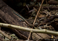 Emoia cyanura