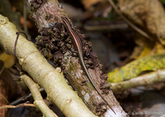 Emoia cyanura