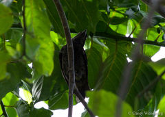 Aplonis tabuensis manuae