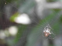 Neoscona menghaiensis