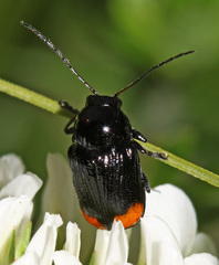 Cryptocephalus biguttatus