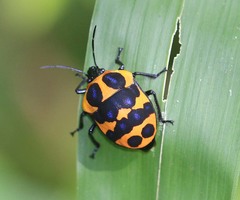 Poecilocoris druraei