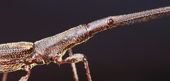 Lasiorhynchus barbicornis
