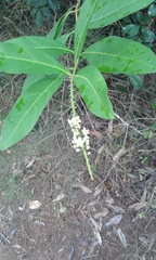 Citharexylum caudatum