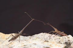Lasiorhynchus barbicornis