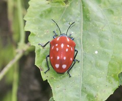 Poecilocoris druraei