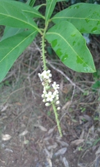 Citharexylum caudatum