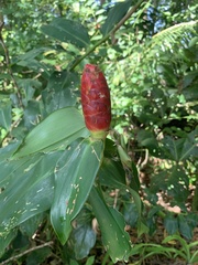 Costus woodsonii image