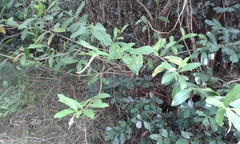 Citharexylum caudatum