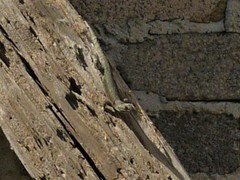 Sceloporus grammicus