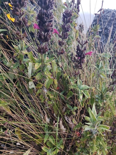 Image of Salvia Lanicaulis by (c) Martin Vallejos, some rights reserved (CC BY)