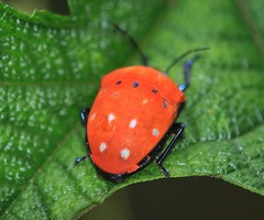 Poecilocoris druraei