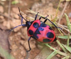 Poecilocoris nepalensis