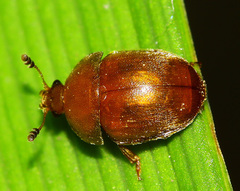 Cychramus luteus