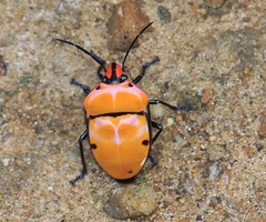 Poecilocoris rufigenis