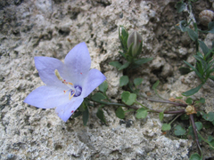 Campanula fragilis fragilis