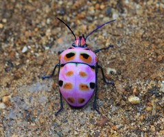 Poecilocoris rufigenis