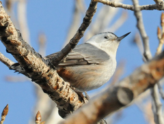Sitta carolinensis nelsoni