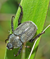 Hoplia djukini