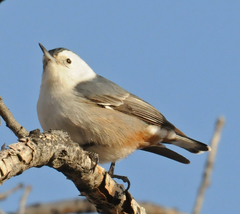 Sitta carolinensis nelsoni