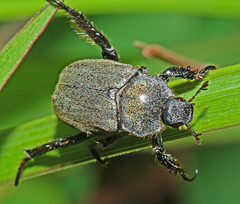 Hoplia djukini