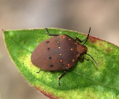 Solenosthedium chinense