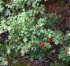Fragrant Sumac - Photo (c) Catherine C. Galley, some rights reserved (CC BY), uploaded by Catherine C. Galley