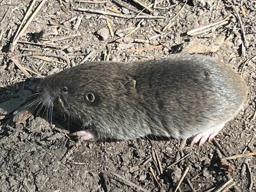 Northern Pocket Gopher, photo 4 of 9