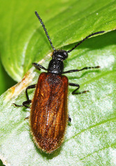 Lagria rufipennis
