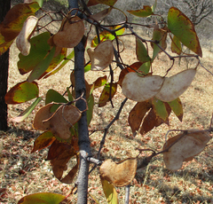 Colophospermum mopane image