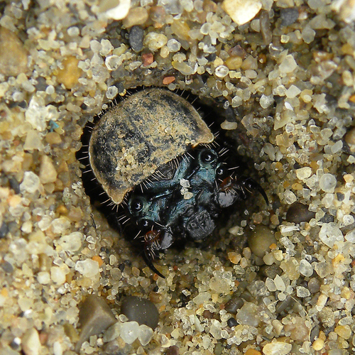Six-spotted tiger beetle